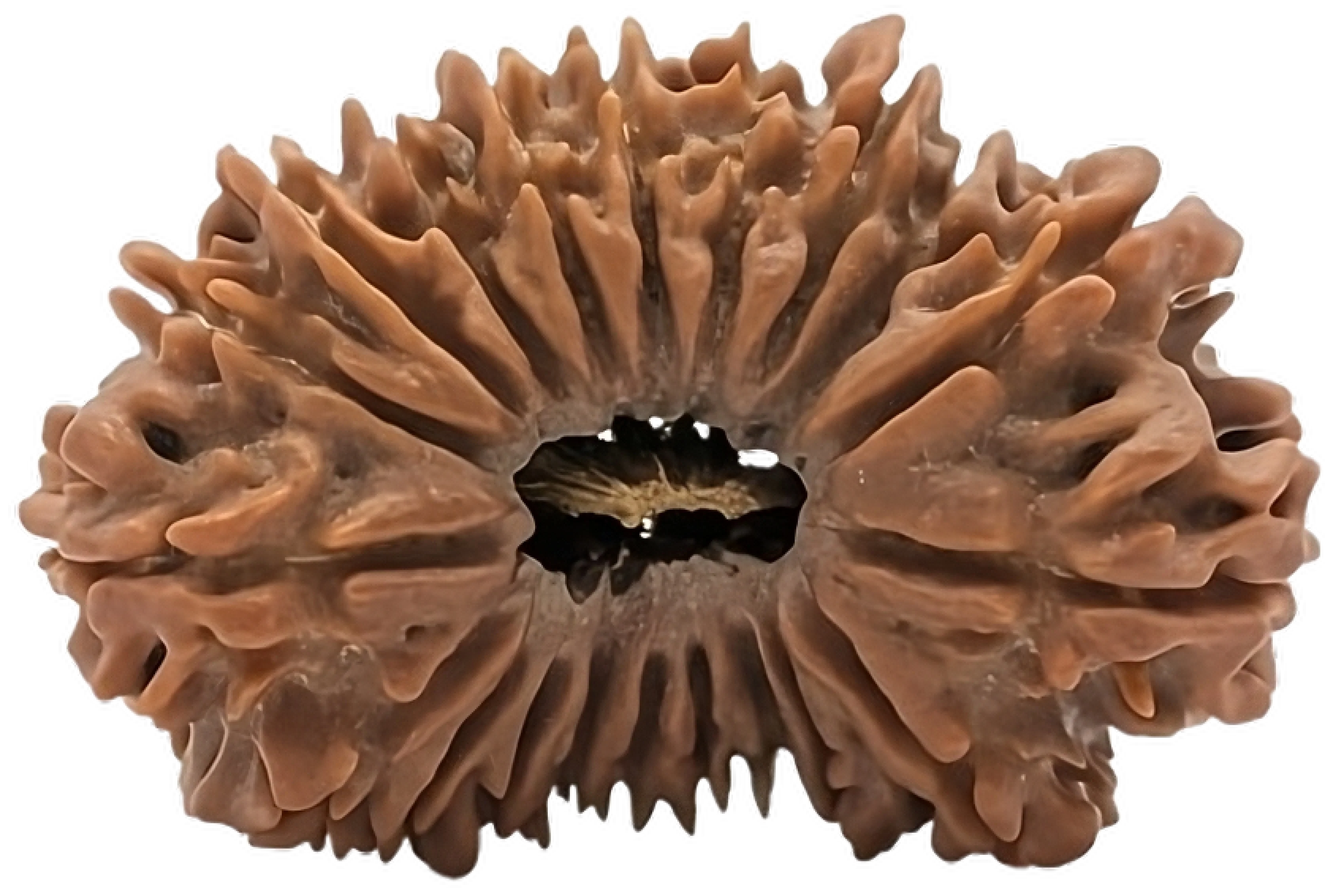 20 Mukhi Rudraksha