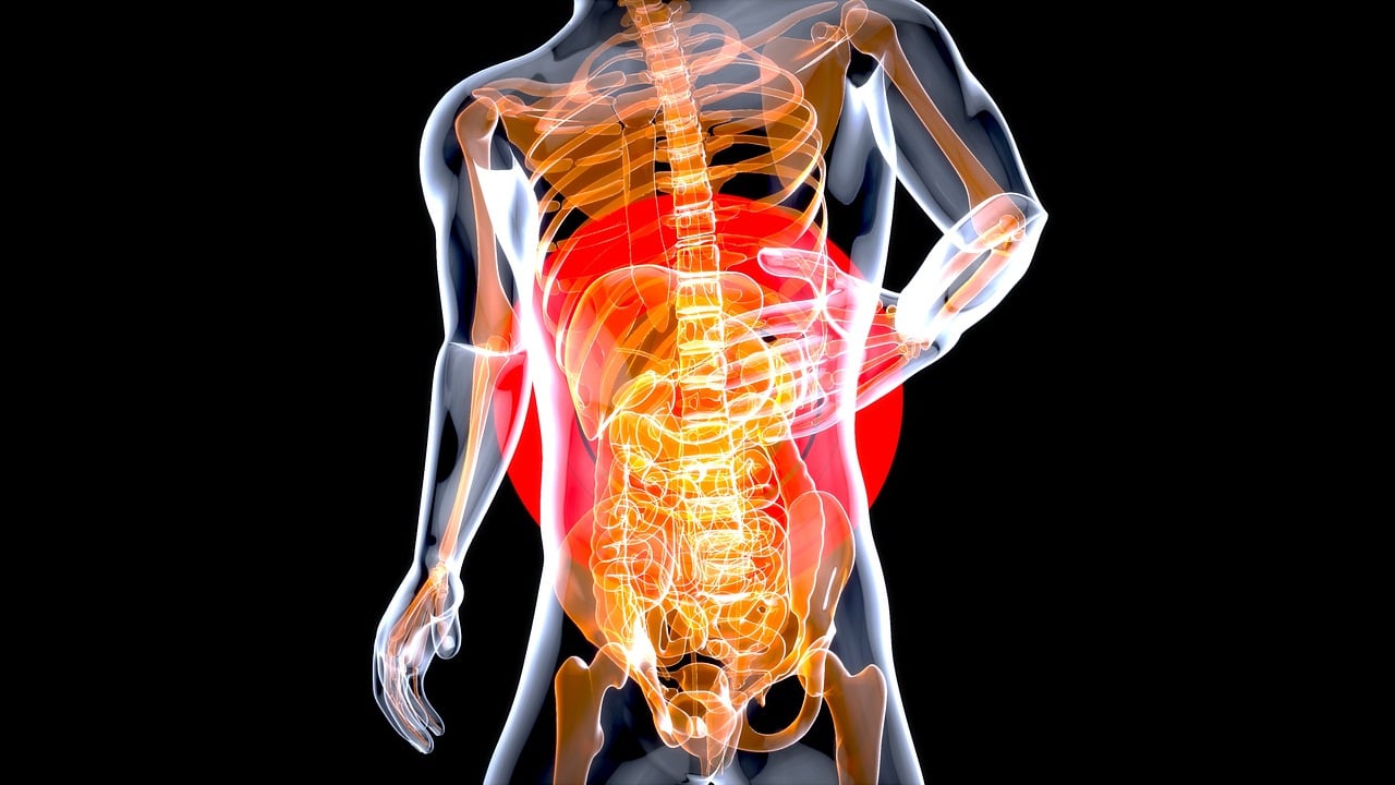 Image of the internal organs of a man highlighting the digestive part or the gut.