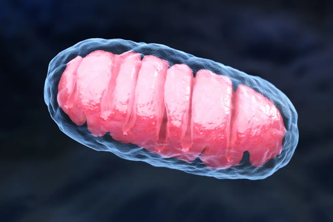 Mitochondria picture