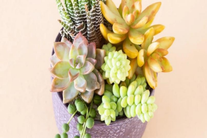 succulents as a return gift