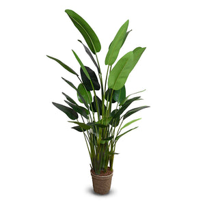 Faux Palm Tree, Traveller's Large - 10 Foot - Steph Musur Designs - Faux Plants And Trees