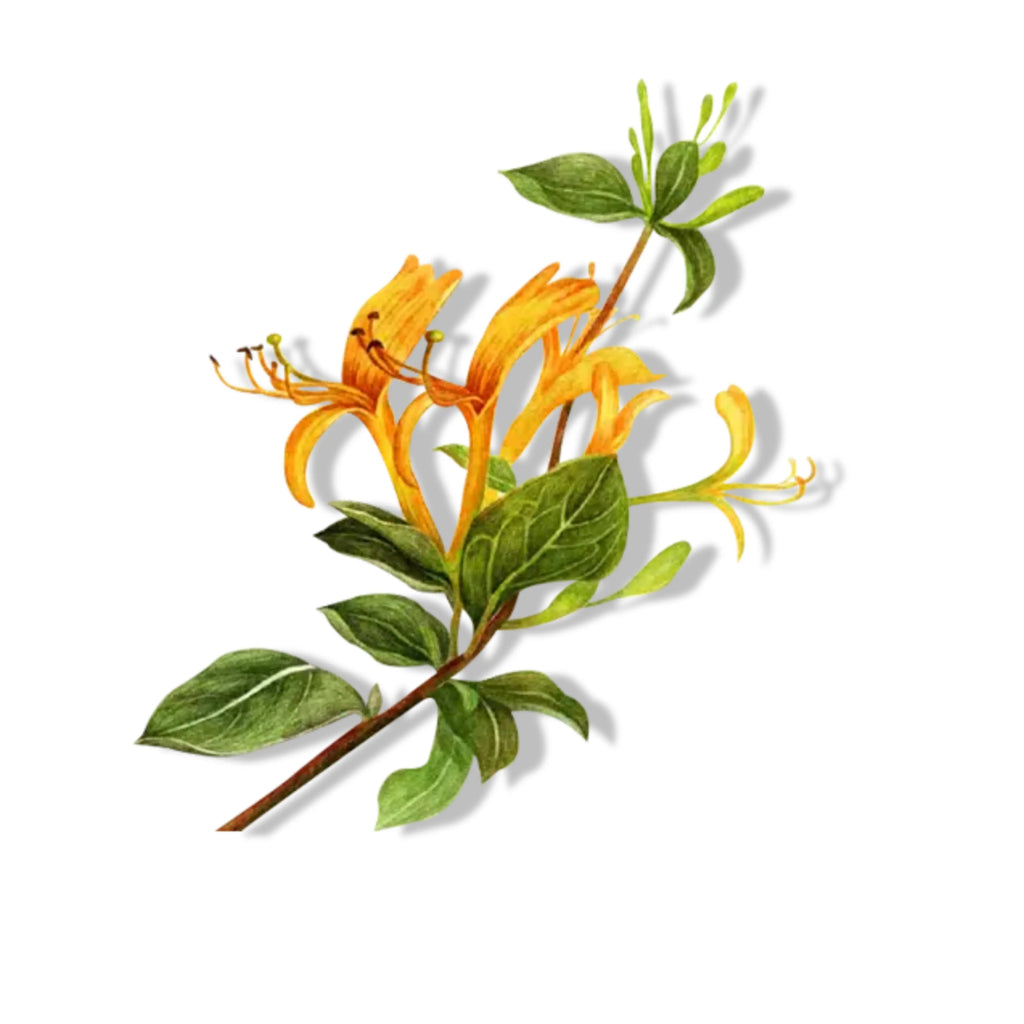 Essential Oil -Peony Liquid Extract (Paeonia Lactiflora) – Floral