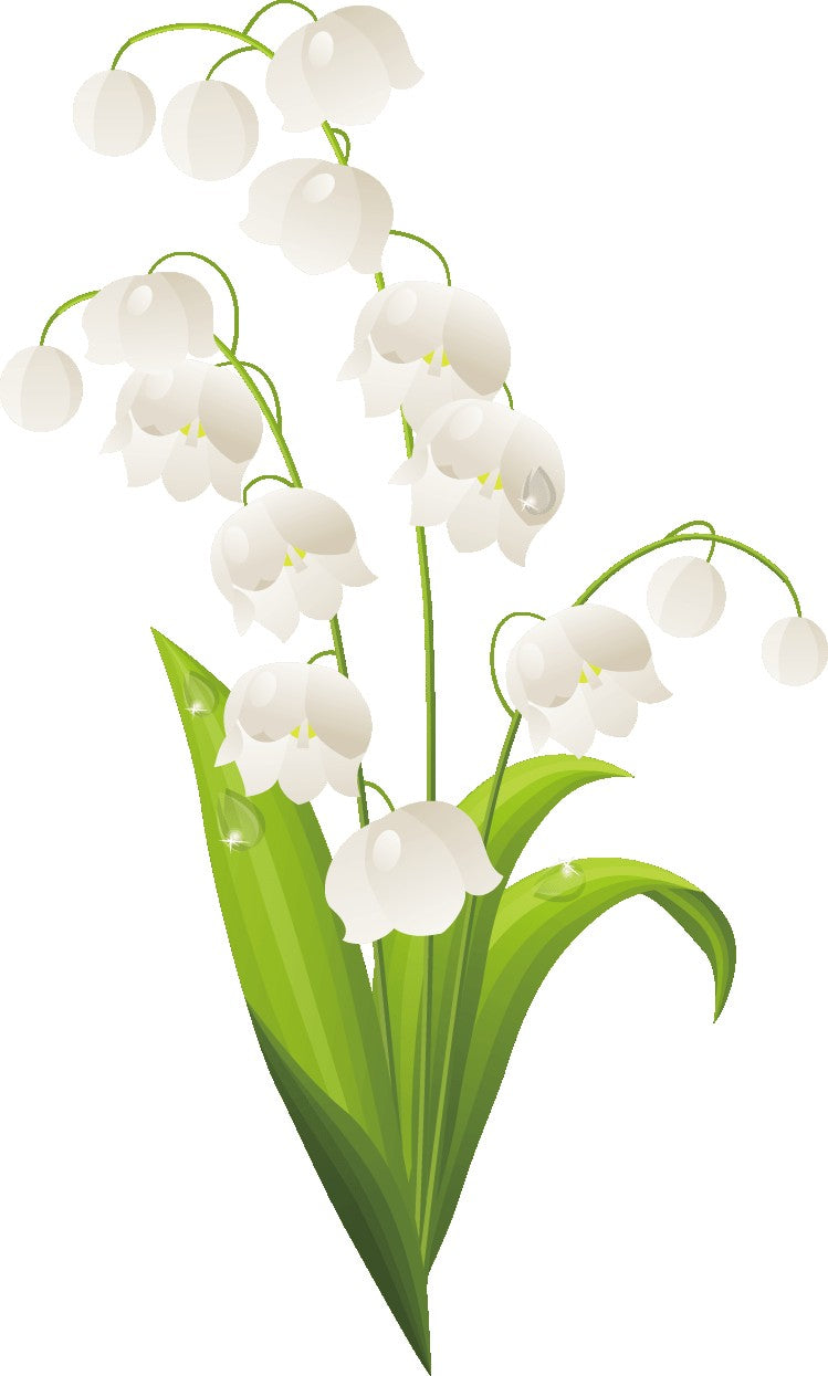 Fragrant Thoughts  Ingredient Spotlight: Muguet - STOCK FRAGRANCE