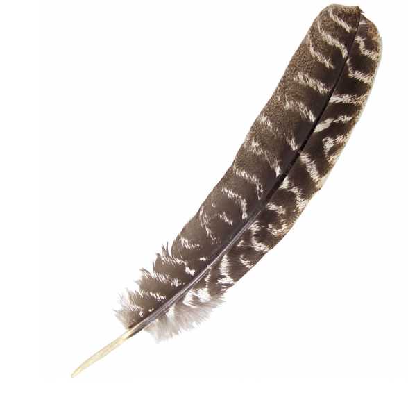 smudging feathers ~ goose + quail