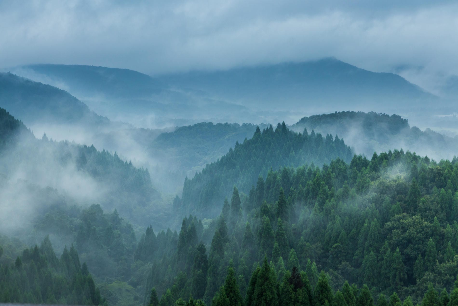 Japanese Forest Valley