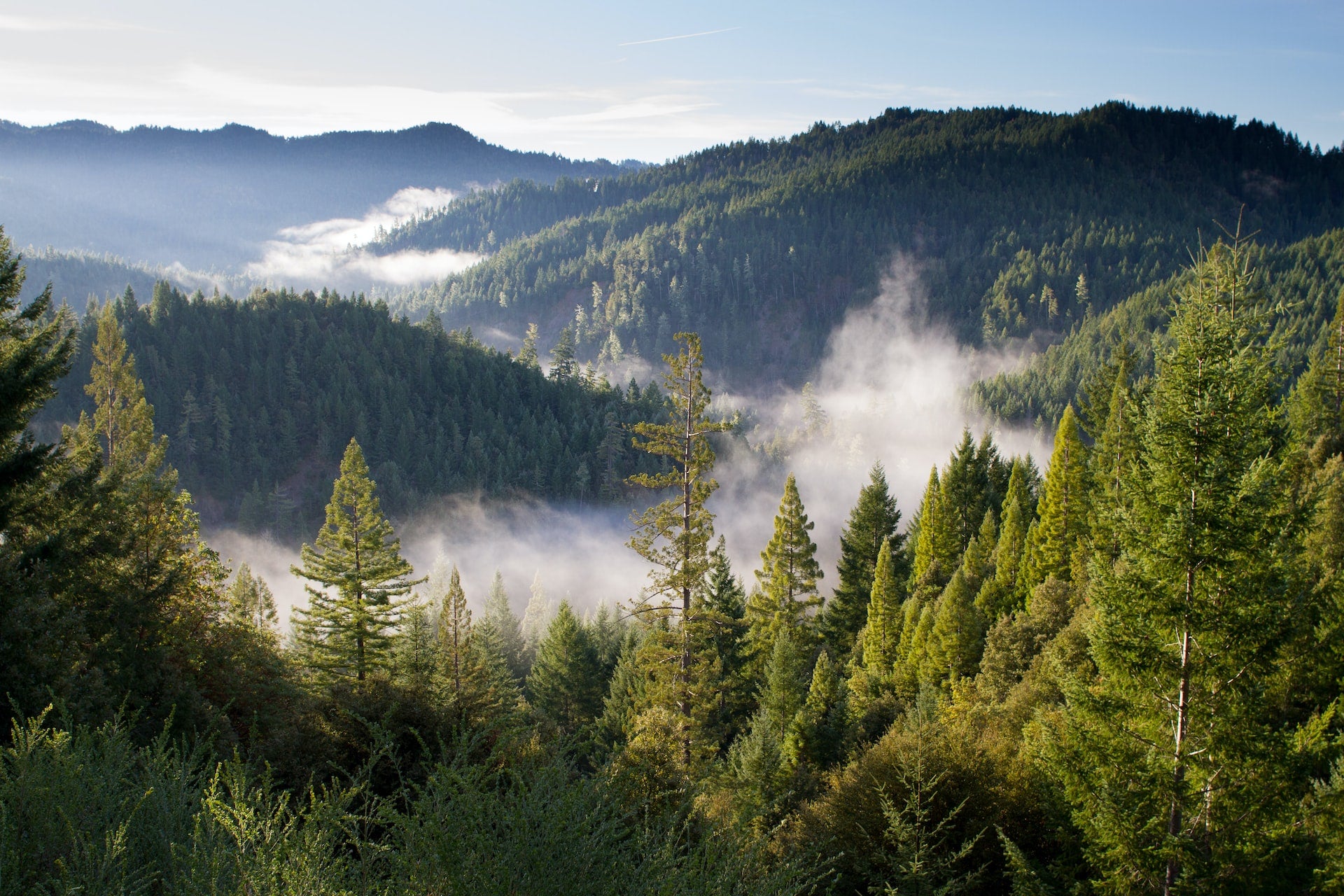 Foggy forest image