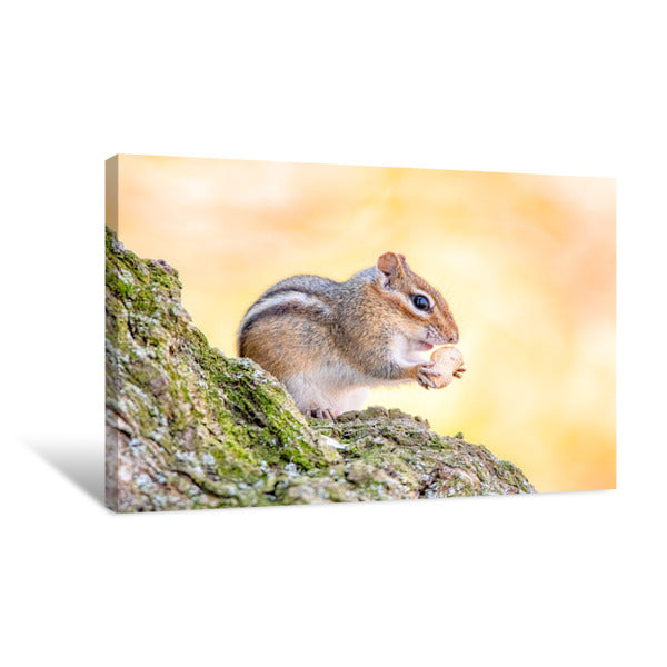 Chipmunk Eating Peanuts Canvas Print