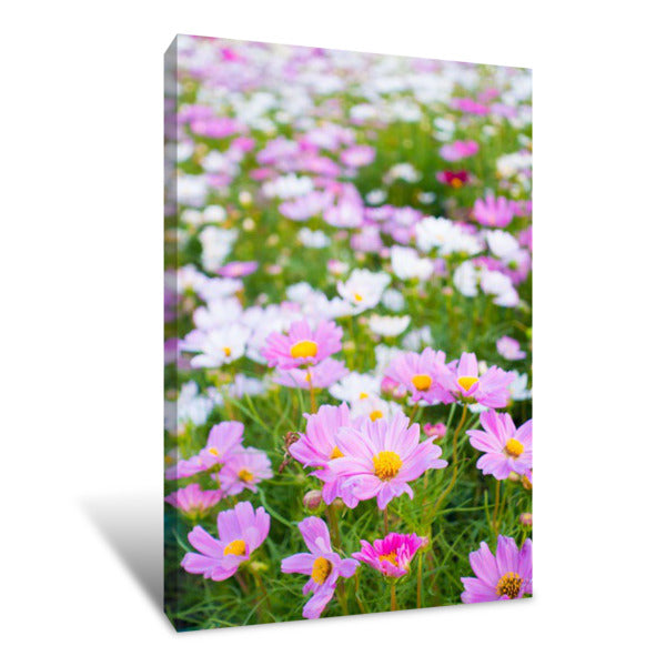 A Beautiful Cosmos Flowers In Garden Canvas Print