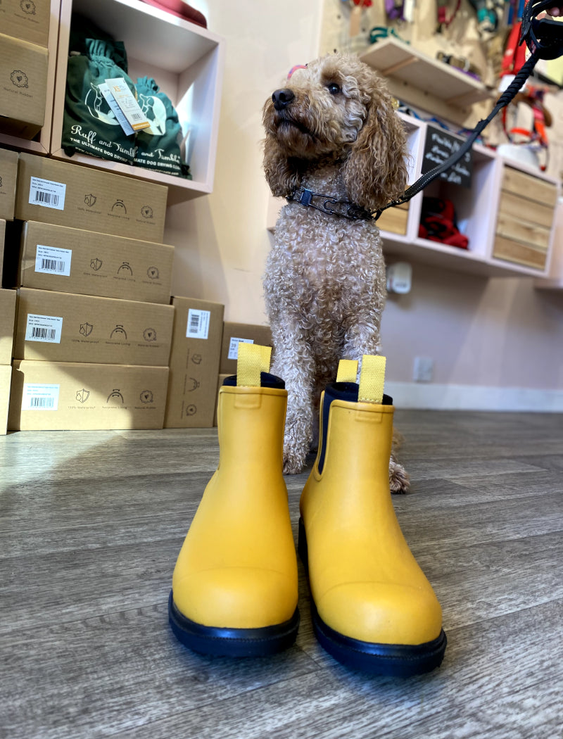 a cute photo of a dog wearing adult sized wellies