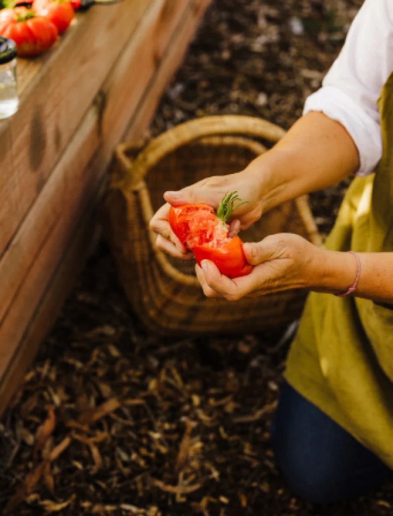 freshly harvested tomato