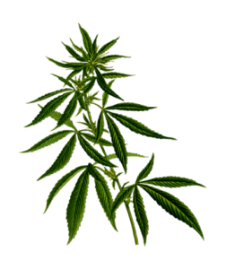 cannabisplante