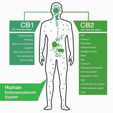Endocannabinoid System with CB1 & CB2 Receptors