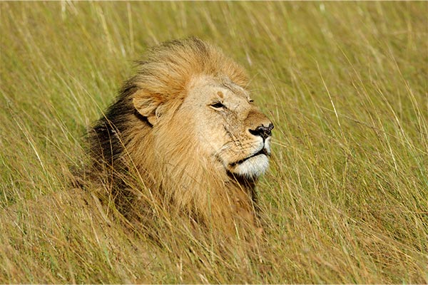 lions-mane-uk-mushroom-resembles-lion