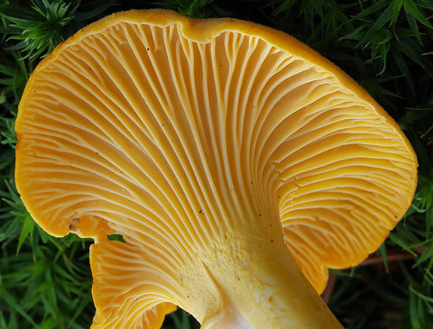 Chanterelle Mushrooms - Boosting Cognitive Health