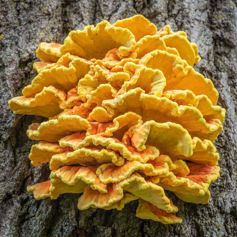 Chicken of the Woods for Pizza Toppings