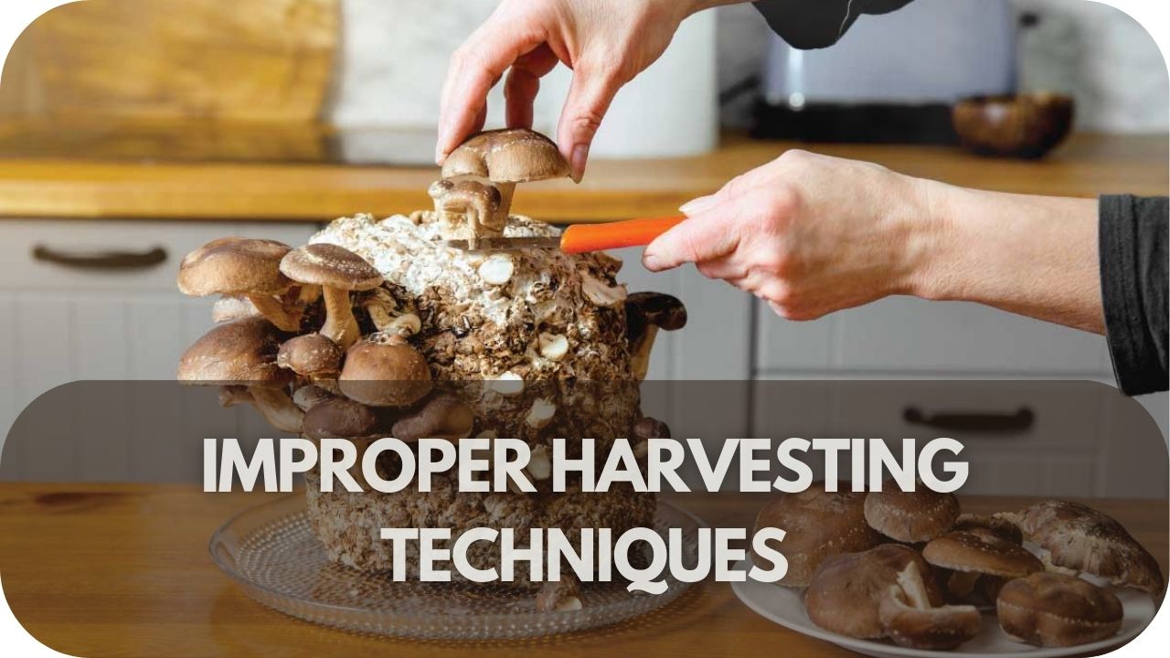 Improper Harvesting Techniques