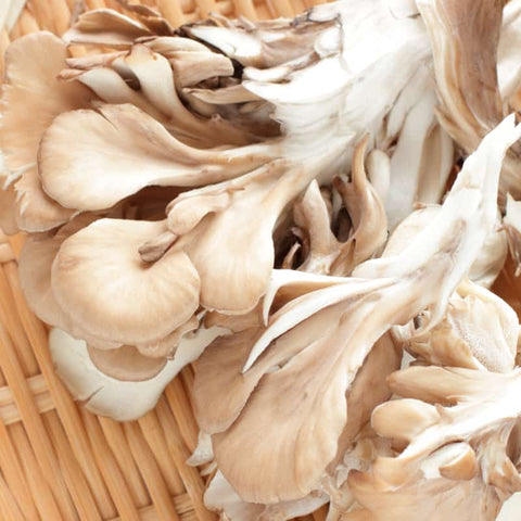 Maitake Mushrooms - Diabetes and Weight Management Ally