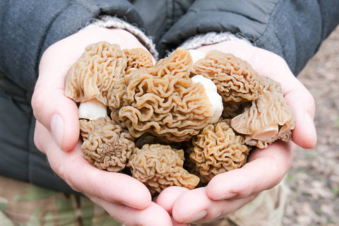 Morel Mushrooms - For Bone and Brain Health
