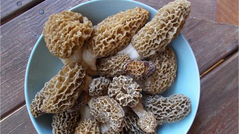 Morel Mushrooms for Pizza Toppings