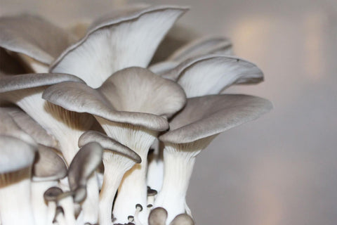 Oyster Mushrooms Help with Digestion