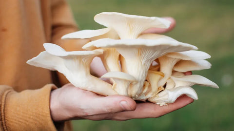 Oyster Mushrooms Help with Immune System Support