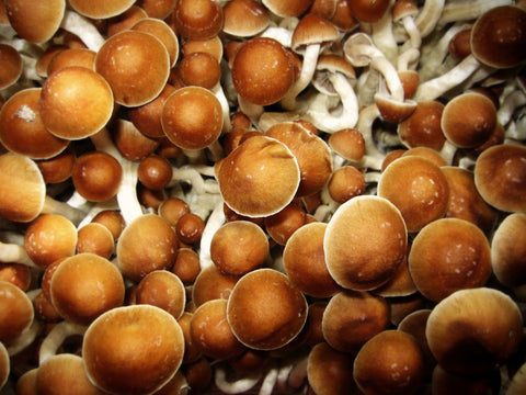 Psilocybin Mushrooms for Pain