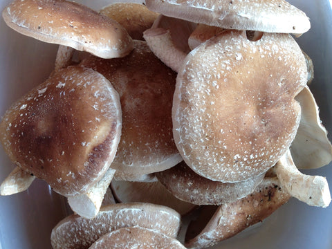 Shiitake Mushrooms for Pain