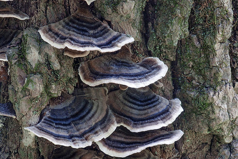 Turkey Tail for Chronic Pain