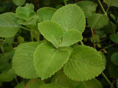 Panikoorka Health Benefits