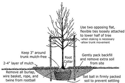 Tree planting for longevity – Meadow City