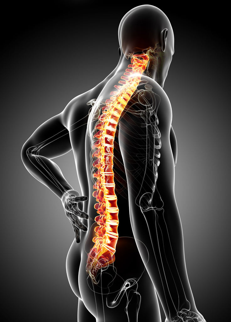 Male Back Pain anatomy in Black