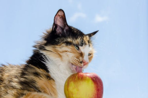 Cat licking an apple