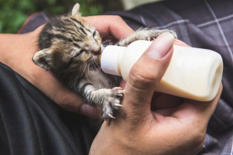 Kitten drinks milk