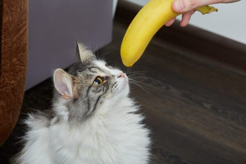 cat looking at a banana