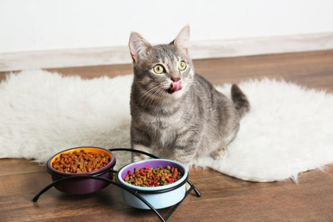 Cat eating cat food
