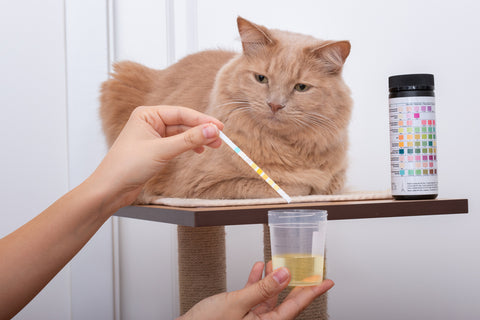 curious cat looking at urine sample