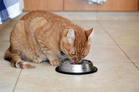 Cat drinking from a bowl