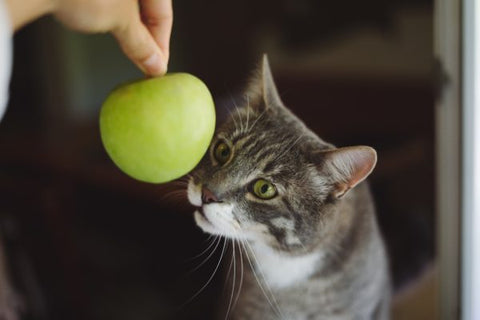 Cat sniffing a green apple