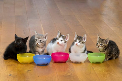 Kittens sitting in front of their food bowl