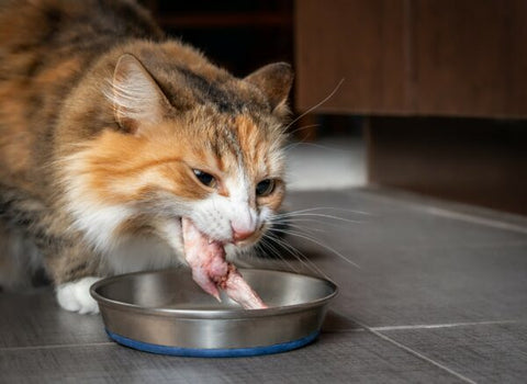 Cat Eating Raw Chicken