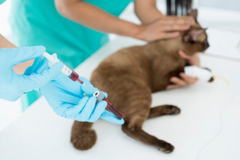A vet getting blood sample from a cat