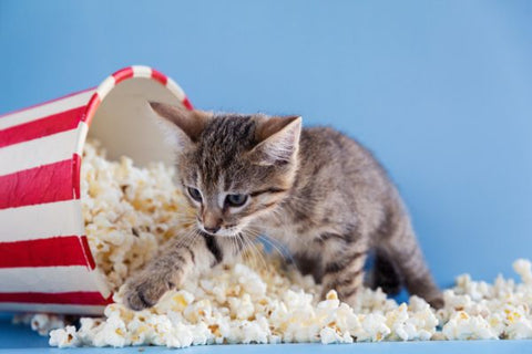 Kitten walking on popcorn