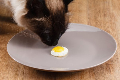 Cat sniffing an egg