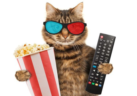 Cat wearing 3D glasses while holding popcorn and a remote