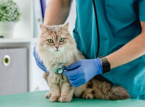 Vet checking up a cat
