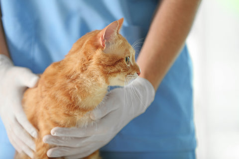 Cat being examined by vet