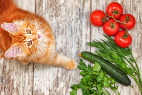 Cat Standing in front of vegetables