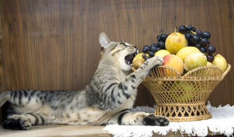 Cat taking a bite on a fruit