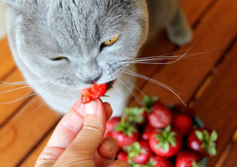 Cat eating strawberries