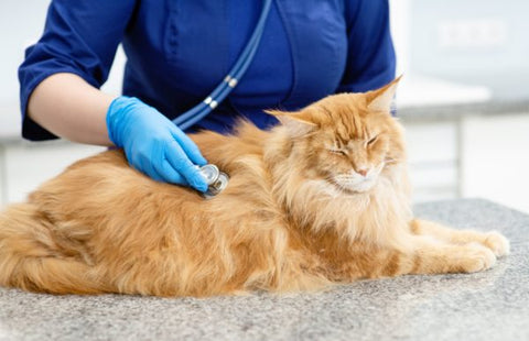 cat having a checkup